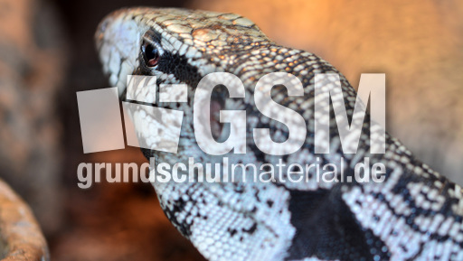 Schwarzweißer Teju (3).jpg